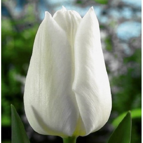 Тюльпан Updata (Апдейт) классический белый