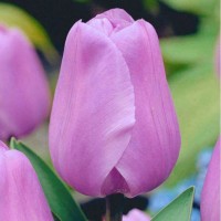 Тюльпан Sweet Breeze (Свит Бриз) классический розово-сиреневый