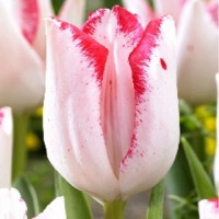  Тюльпан Beautytrend (Бьютитренд) классический белый с окантовкой  