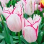  Тюльпан Beauty Trend (Бьюти Тренд) классический бело-розовый