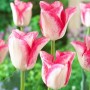  Тюльпан Beauty Trend (Бьюти Тренд) классический бело-розовый