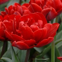 Тюльпан Presto (Престо) махровый красный