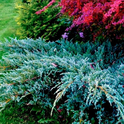 Можжевельник чешуйчатый Блю Карпет (Juniperus Blue Carpet 20-30см) голубой 