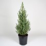 Ель канадская Коника (Picea Conica 30-40см) 