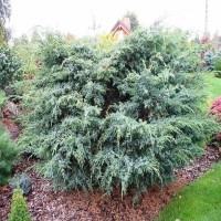 Можжевельник (Juniperus Meyeri 40-50см) голубой 