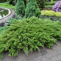 Можжевельник Сабина (Juniperus sabina 80см) зеленый 