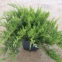 Можжевельник Сабина (Juniperus sabina 30-40см) зеленый 