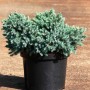 Можжевельник чешуйчатый Блю Стар (Juniperus Blue Star 15-20см)  