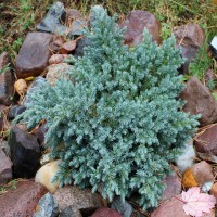 Можжевельник чешуйчатый Блю Стар (Juniperus Blue Star 25см)  