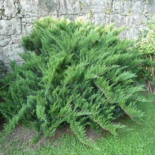 Можжевельник Сабина Тамарасцифолия (Juniperus sabina Tamariscifolia 40см) зеленый 