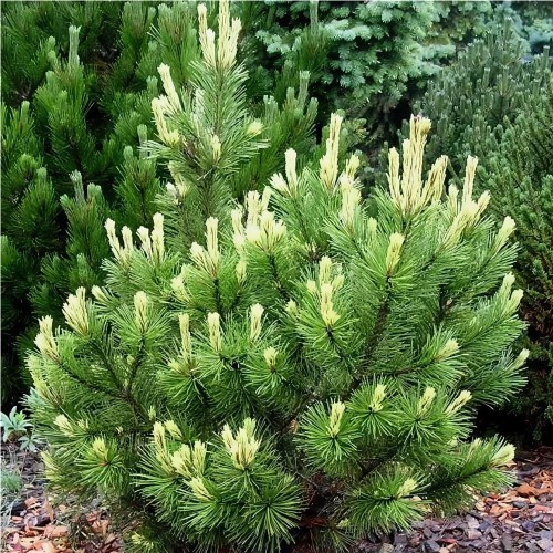 Сосна горная Муго Мугос (Pinus Mugo Mughus 20см)