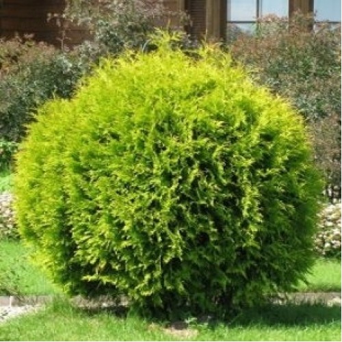 Туя шаровидная Вудварди (Thuja Woodwardii 40-60см) зеленый
