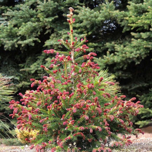 Ель Акрокона (Picea Acrocona 30-40см) 