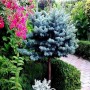 Ель Глаука Глобоза на штамбе (Picea Glauca Globosa 60см) голубой 
