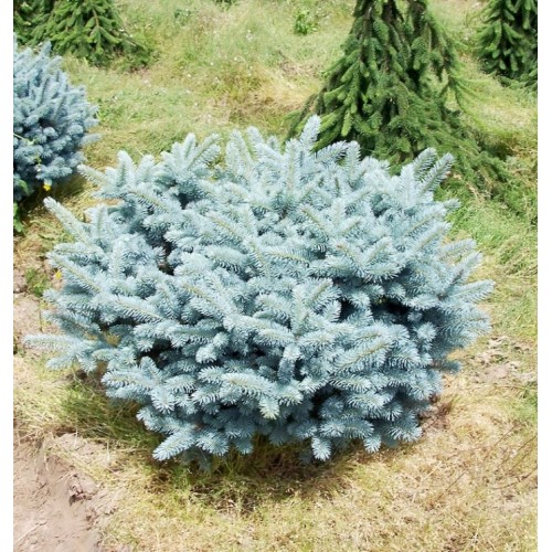 Ель Глаука Глобоза шаровидная подушка (Picea Glauca Globosa 40-60см) голубой 