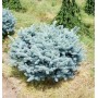 Ель Глаука Глобоза шаровидная подушка (Picea Glauca Globosa 40-60см) голубой 