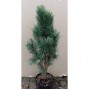 Сосна Фастигиата (Pinus Fastigiata 60см) сизый