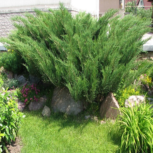 Можжевельник Минт Джулеп (Juniperus Mint Julep 50см) зеленый 