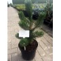 Сосна черная Орегон Грин (Pinus nigra Oregon Green 40-50см) зеленый
